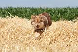 CHIEN FINNOIS DE LAPONIE 523